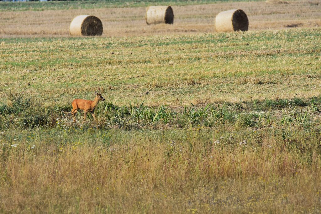 DSC_5095