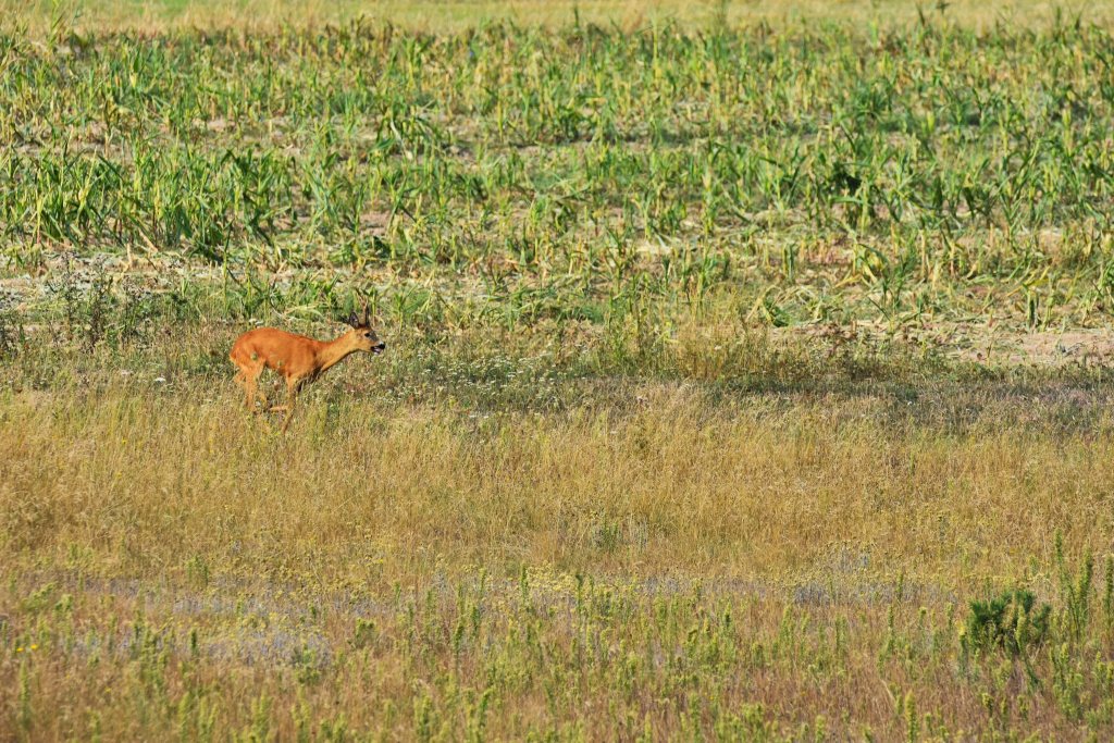 DSC_5098
