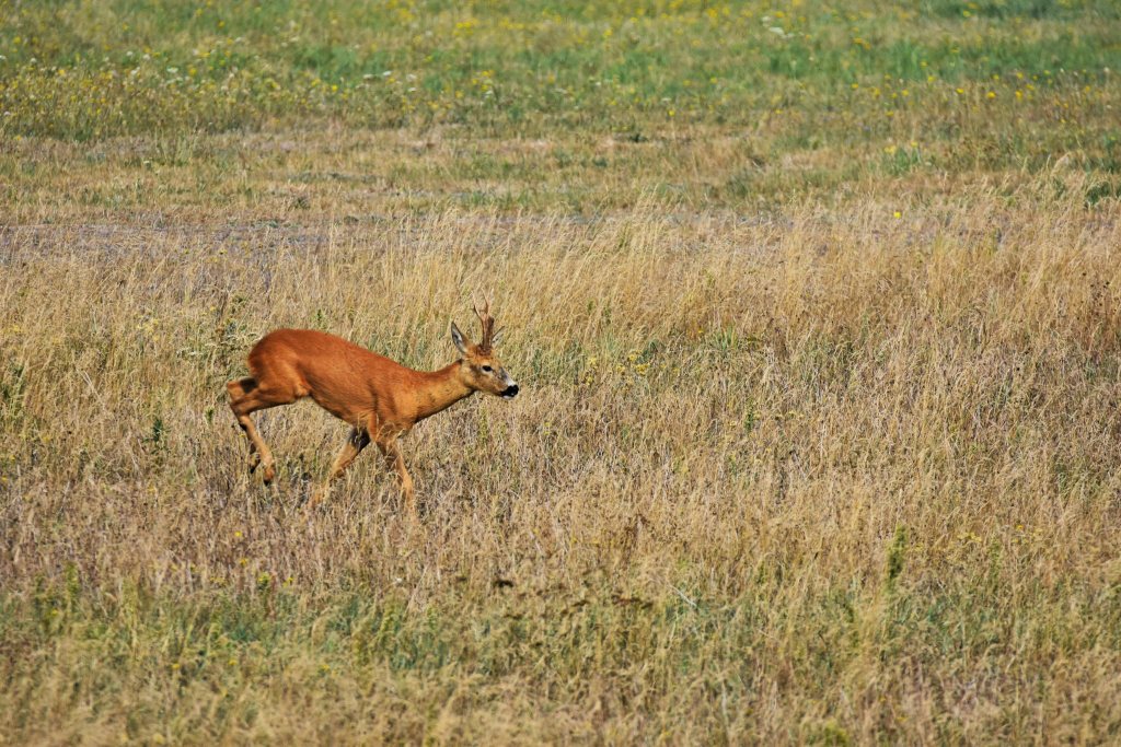 DSC_5103