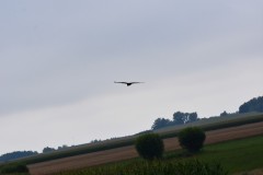 2025-08-01-Kunowo12