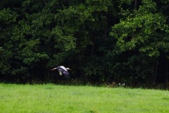 2025-08-01-Kunowo35