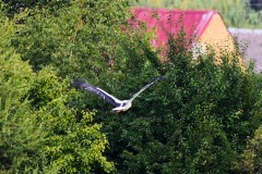 2025-08-01-Kunowo36