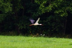 2025-08-01-Kunowo37