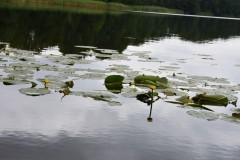 2025-08-01-Kunowo46