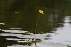 2025-08-01-Kunowo54