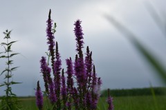 2025-08-01-Kunowo8