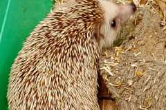 IMG-20260511-WA0015