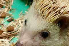 IMG-20260511-WA0016