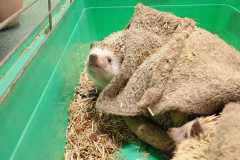 IMG-20260511-WA0019